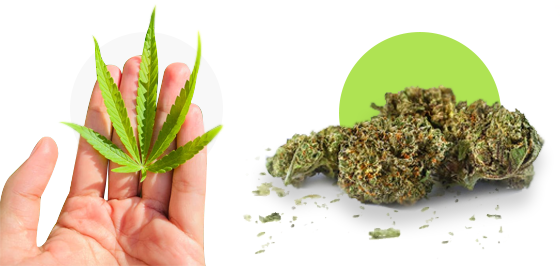 cannabis industry